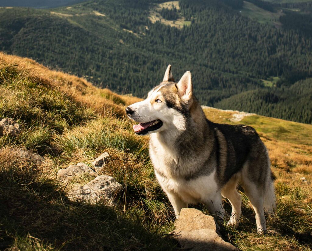 Fahrradfahren mit Hund mhw magazin fahrradfahren mit hund dog 4 1024x823 - Fahrradfahren mit Hund